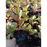 ราคา ต้นผักปลัง/ผักปลังแดง/พร้อมปลูก(3ถุง100฿) (5268491081)