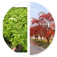 ราคา ต้นประดู่แดงเพาะเมล็ด 1ชุด10ต้น (44369770346)