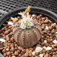 ราคา กระบองเพชร เฟรเลีย คัสตาเนีย Frailea Castanea (ดอกสีเหลือง) เพาะจากเมล็ด (3843692453)