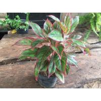 ราคา Aglaonema เขียวหมื่นปี สยามออโรร่า (22676801150)