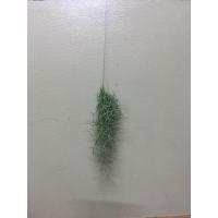 ราคา ต้นเคราฤาษีพร้อมลวด. สำหรับใส่ตัวตุ๊กตา (7922297630)