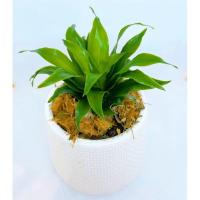 ราคา ต้นวาสนาโชคเก้าชั้น (พร้อมกระถางและถาดรองคุณภาพดี) (9483010250)