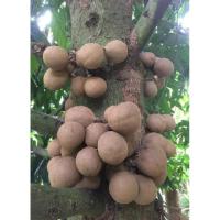 ราคา ต้นคีเปล ผลไม้ทำให้ตัวหอม ต้นเพาะเมล็ด ถือเป็นไม้แปลกและหายากของโลก คีเปลมีความต่างจากผลไม้ทั่วไป (41755570635)