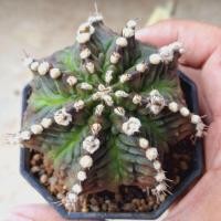 ราคา ไดโนเสาร์ ลูกT-REX ฟอร์มสวย แรร์ไอเทม แม่พันธุ์ (26816812590)