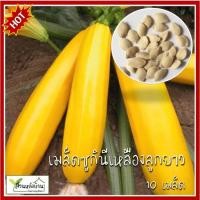 ราคา 10 เมล็ด ซูกินีเหลืองทอง เมล็ดซูกินีเหลืองทอง เมล็ดซุกินีเหลือง ซูกินีเหลือง เมล็ดซูกินีเหลือง (22941439206)