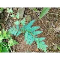 ราคา เฟิร์นกนกนารีสีฟ้า ชุด 10 ต้น (19374145015)