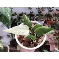 ราคา ต้นโชคเก้าชั้นด่าง Anthurium Variegated (3083037708)