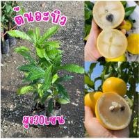 ราคา ต้นอะบิวหรือเอบิวพันธุ์ใต้หวัน ต้นละ185บาท สูง30-40เซน (40070795393)