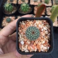 ราคา แมมแม่เฒ่า แม่เฒ่า กระบองเพชร ไม้อวบน้ำ จัดส่งทั้งกระถาง (7442664669)