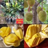 ราคา (2ต้น) ต้น ต้นทาบกิ่ง ขนุนศรีบรรจง ขนุน ต้นขนุน ศรีบรรจง ต้นขนุนศรีบรรจง / happy (22767821879)