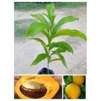 ราคา ต้นมอนไข่หรือต้นเซียนท้อลูกใหญ่หอมหวานมันแบบเพาะเม็ด (7876410323)