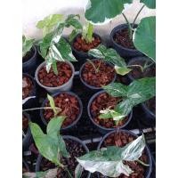 ราคา เงินไหลมาด่างขาว , ไหลขาว (13273626711)