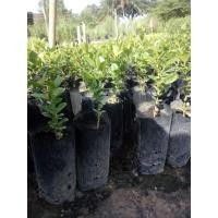 ราคา ต้นมะม่วงหาวมะนาวโฮ่ไซส์เล็ก (7957681173)