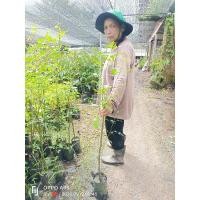 ราคา ต้นมะตูมซาอุ หรือ มะตูมแขก ขนาดต้น60-80ซม. (23855378754)
