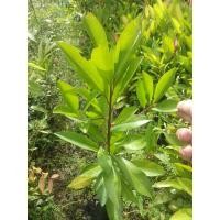 ราคา ต้นพิลังกาสา #ตอนกิ่ง (24154408330)