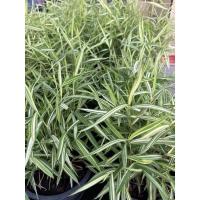 ราคา ต้นไผ่เงิน ต้นไผ่แมว (9978860033)