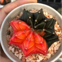 ราคา Gymnocalycium mihanovichii | Cactusยิมโนด่าง | ไม้เมล็ด | แคคตัส | กระบองเพชร | ไม้ด่าง (2937039485)