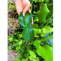 ราคา มะกรูดกิ่งตอน 1 ชุดได้ 5 กิ่ง | พันธุ์เกษตร ใบใหญ่ ลูกดก | ที่นี่ที่เดียว (2595449408)