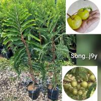 ราคา ต้นมะขามป้อมยักษ์ อินเดีย ( กิ่งตอน ) (28680282537)