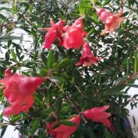 ราคา ต้นทับทิมแคระ ต้นทับทิม ดอกเล็ก ไม้มงคล กระถาง 8 นิ้ว (25802449856)