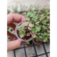 ราคา เบียงก้า​ชอต​ ริบบิ้นชา​ลี (11135078692)