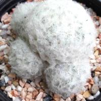 ราคา แมมมิลาเรีย ขนนกขาว กระบองเพชร แคคตัส cactus mammillaria plumosa (2689459263)