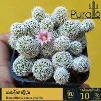ราคา ต้นกระบองเพชร แมมตุ๊กตาญี่ปุ่น Mammillaria Vetula gracilis #mammillaria #แมมมิลาเรีย #cactus #แคคตัส (6334594303)