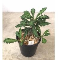 ราคา ยูโฟเบีย ไดโนเสาร์ Euphorbia decaryi แคคตัส กระบองเพชร (5176429301)