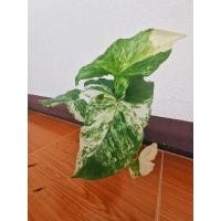 ราคา เงินไหลมาด่างขาว กระถาง 4 นิ้ว #เงินไหลมาด่างขาว (10621016263)