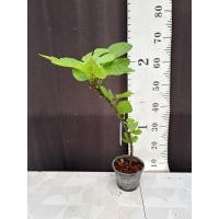 ราคา มะเดื่อฝรั่ง Fig พันธุ์ Lisa ต้นใหญ่ (27284392955)