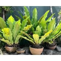 ราคา เฟิร์นข้าหลวง S ต้นเฟิน ข้าหลวง เฟิร์นหลังลาย เฟิร์นข้าหลวง เฟิร์นข้าหลวงหลังลาย เฟิร์นรังนก เฟิร์นข้าหลวงโอซ (24974211318)