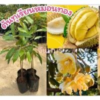 ราคา ต้นทุเรียนหมอนทอง เสียบยอด จันทบุรี สูง 75 ซม. -​1เมตร ผลไม้ ผักสวนครัว ก้านยาว มูซันคิง เพาะเมล็ด ต้นกล้าไม้ สลัด สาย (26153394006)