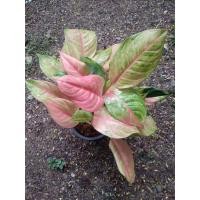 ราคา อโกลนีมา พิงค์แองเจิล ไม้ใบสวยหลายต้นในกระถาง8นิ้ว#ไม้มงคล#อโกลนีมา (41909550318)