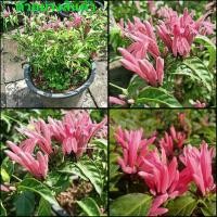 ราคา (ขาย ต้นพันธุ์) ดอก ต้น ต้นราตรีสีชมพู ต้นราตรี สีชมพู ราตรี fadel (12250516755)