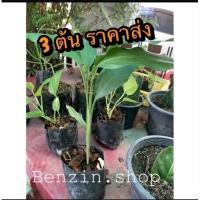 ราคา ว่านมหาเสหน่ห์ หรือ ว่านดอกทอง หรือ รากราคะ ตัวเมีย!#ว่านสาวหลง (6132333307)