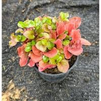 ราคา ต้นวอเตอร์เครสฮาวายแดง ORGANIC ปลอดสารพิษ ผักสวนครัว ต้นวอเตอร์เครสฮาวายแดง พร้อมปลูกในกระถางดำ 4 นิ้ว (27105143891)