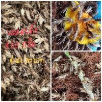 ราคา สะดิ้ง (จิ้งหรีดขาว) ขนาด 450กรัม บ้านนาฟาร์ม จิ้งหรีด Crickets (9347575871)