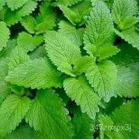 ราคา อินทรีย์็ด ใหม่็ด ใหม่ เลม่อนบาล์ม มินต์ (Lemon Balm Seed) บรรจุ 500 ใหม่็ด คุณภาพดี ราคาใหม่ ของแท้ 100% ใหม่ ง่าย (23337849535)