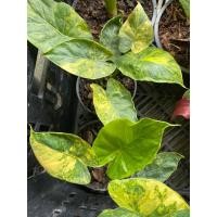 ราคา บอนหูช้างด่างเหลือง (Alocasia gageana) บอนที่มีลายด่างที่สวยงาม “บอนหูช้างด่างเหลือง” อโลคาเซีย (20275870187)