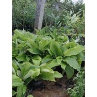 ราคา กระชายดำ เป็นไม้หัวยุบขยายหัวและแตกใหม่ (44650054617)