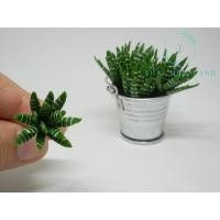 ราคา แคคตัสม้าลายจิ๋ว Haworthia แคคตัสม้าลายดินปั้น กระบองเพชรม้าลายจิ๋ว ฮาโวเทียม้าลายยักษ์จิ๋ว ฮาโวเทียม้าลายยักษ์ ของจิ๋ว (27367873081)