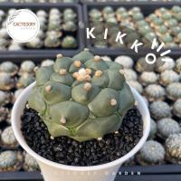ราคา แอสโตรไฟตัม : แอสโตร กิ๊กโกะ เต่า Astrophytum asterias kikko ฟอร์ม สวย อนาคตไกล cactus กระบองเพชร ราคาส่ง ราคาถูก (11709502022)