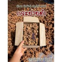 ราคา กระชายดำสด พันธุ์กระชายดำ (ครึ่งกิโล) พันธุ์ไทยแท้ ปลูกได้ ทานดี กระชายดำ กระชายดำแท้ (6183829553)