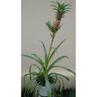 ราคา สับปะรด​จิ๋ว​ สับปะรด​แคระ​Dwarf pineapple (20884659179)