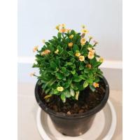 ราคา โป๊ยเซียนแคระ ต้นไม้มงคล มี 3 สี (10915064071)