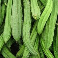 ราคา ต้นพันธุ์ บวบเหลี่ยม ถุงดำ 29 บาท พร้อมปลูกลงดิน Angled gourd ต้นบวบเหลี่ยม ยาว (22665256476)