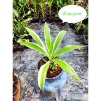 ราคา ต้นพลับพลึงด่างพร้อมกระถาง12นิ้ว฿ (8167725094)