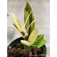 ราคา กวักมรกตด่างเหลือง /กวักด่าง/กวักยอดทอง ส่งต้นจริงที่ท่านเลือก,กระถาง3-8นิ้ว* (3680593422)