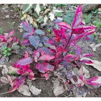 ราคา มณีล้อมเพ็ชร ไม้มงคล เสริมโชคลาภ (8278910281)