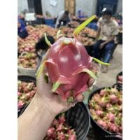 ราคา ผลิตภัณฑ์ใหม่ เมล็ดพันธุ์ เมล็ดพันธุ์คุณภาพสูงในสต็อกในประเทศไทยกิ่งพันธุ์แก้วมังกรขาวจัมโบ้ พันธุ์แก้วมังกรขาวจ/ผักบุ้ง (17391314338)